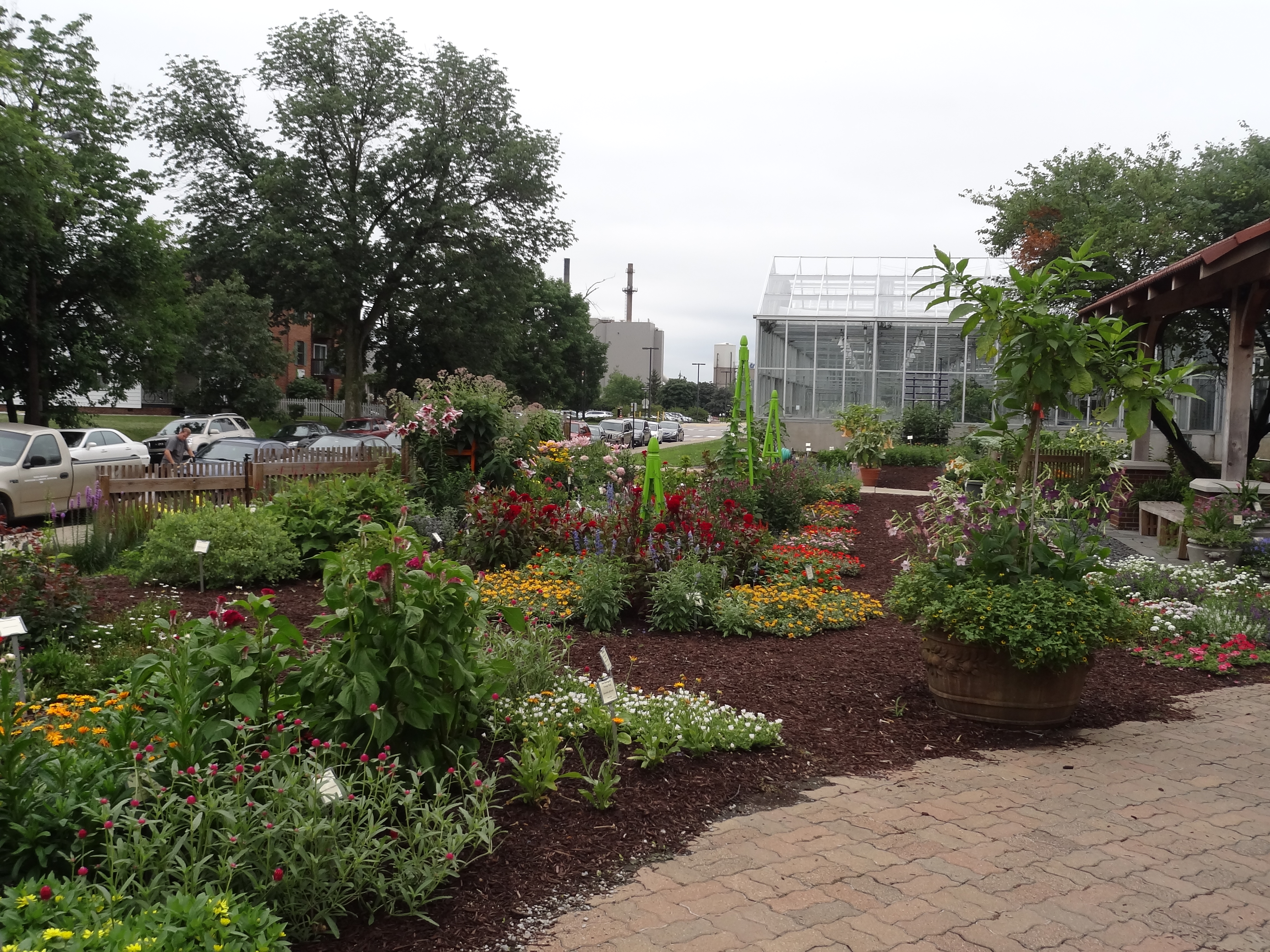 The Mystery of the Black Sacs - Indiana Yard and Garden - Purdue Consumer  HorticulturePurdue University Indiana Yard and Garden – Purdue Consumer  Horticulture