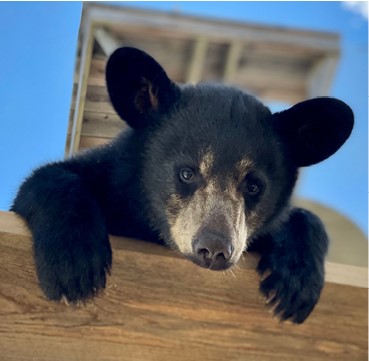 Clark's Bears