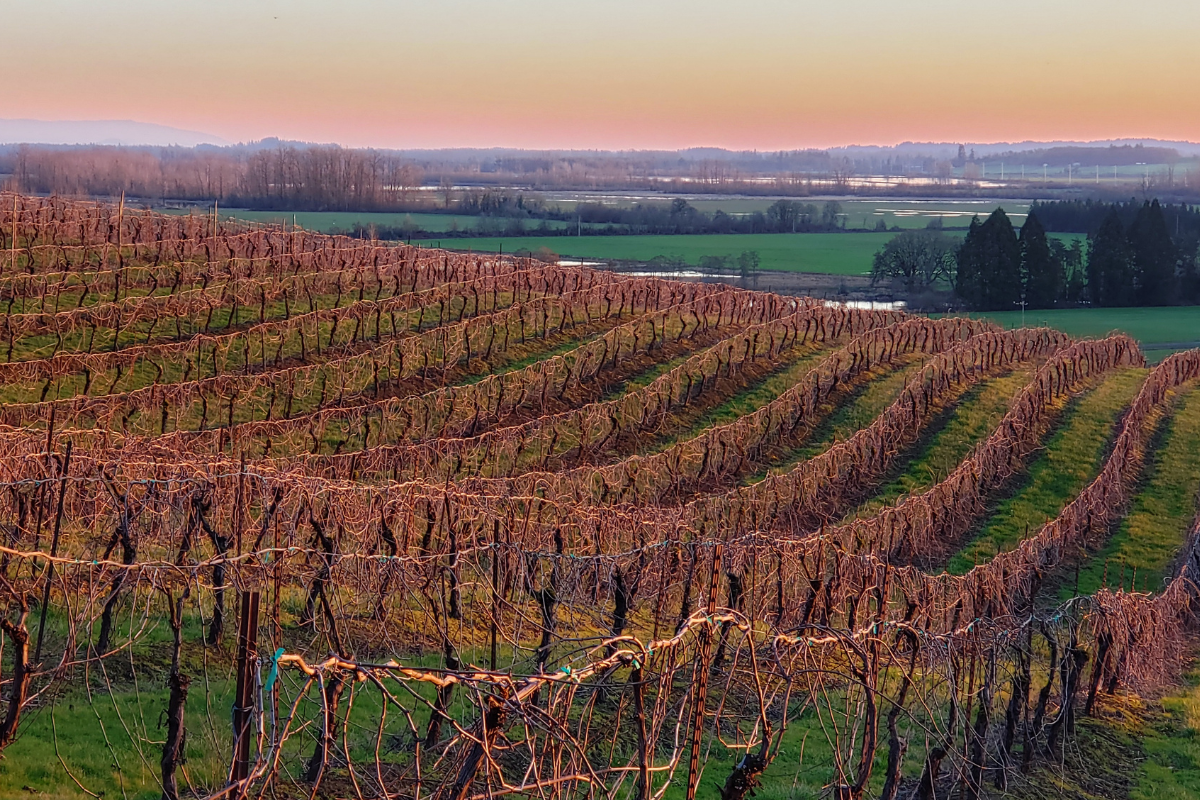 Rankoshi ITO Vineyard、Due Punti Vineyard Ankeny Vineyard