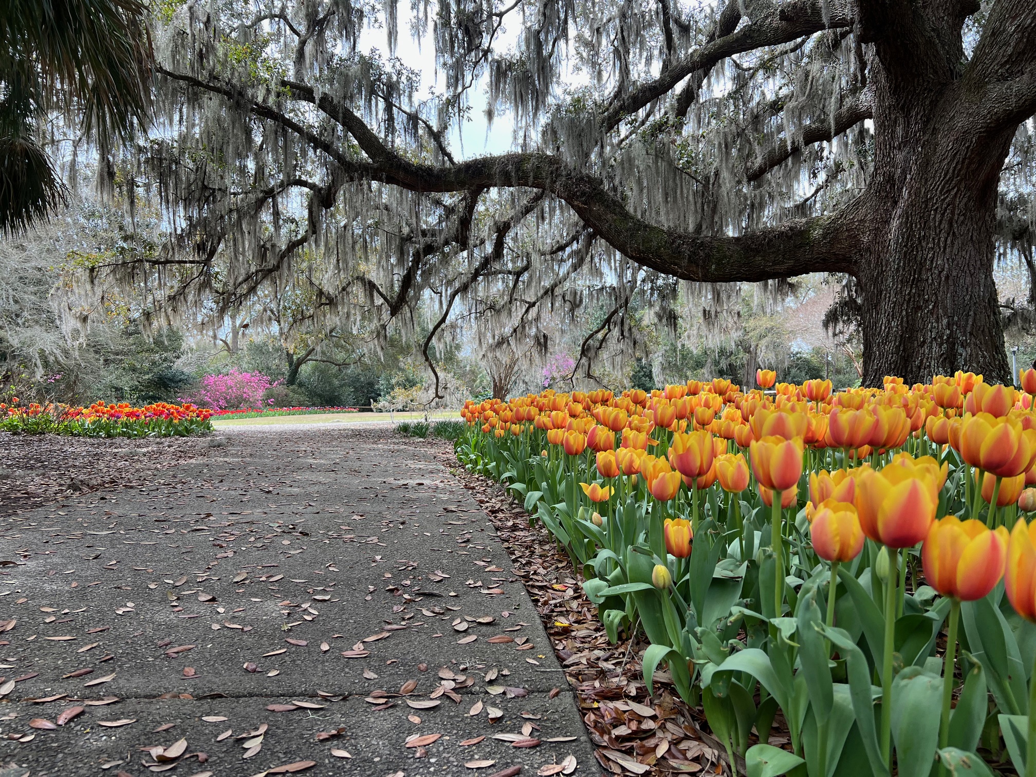Airlie Gardens | Wilmington, NC 28403