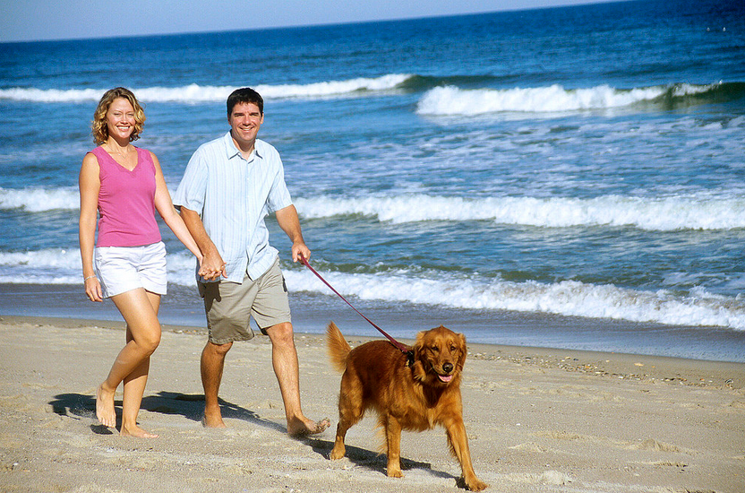 Is Kure Beach Dog Friendly