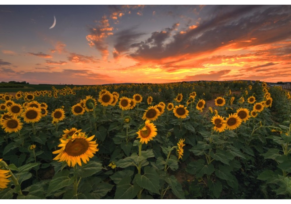 Sunflower & Wildflower Experience at Flinchbaugh's Orchard & Farm