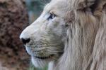 White Lion from Tiger World