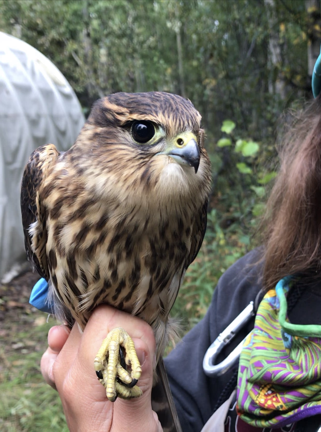 Alaska Songbird Institute