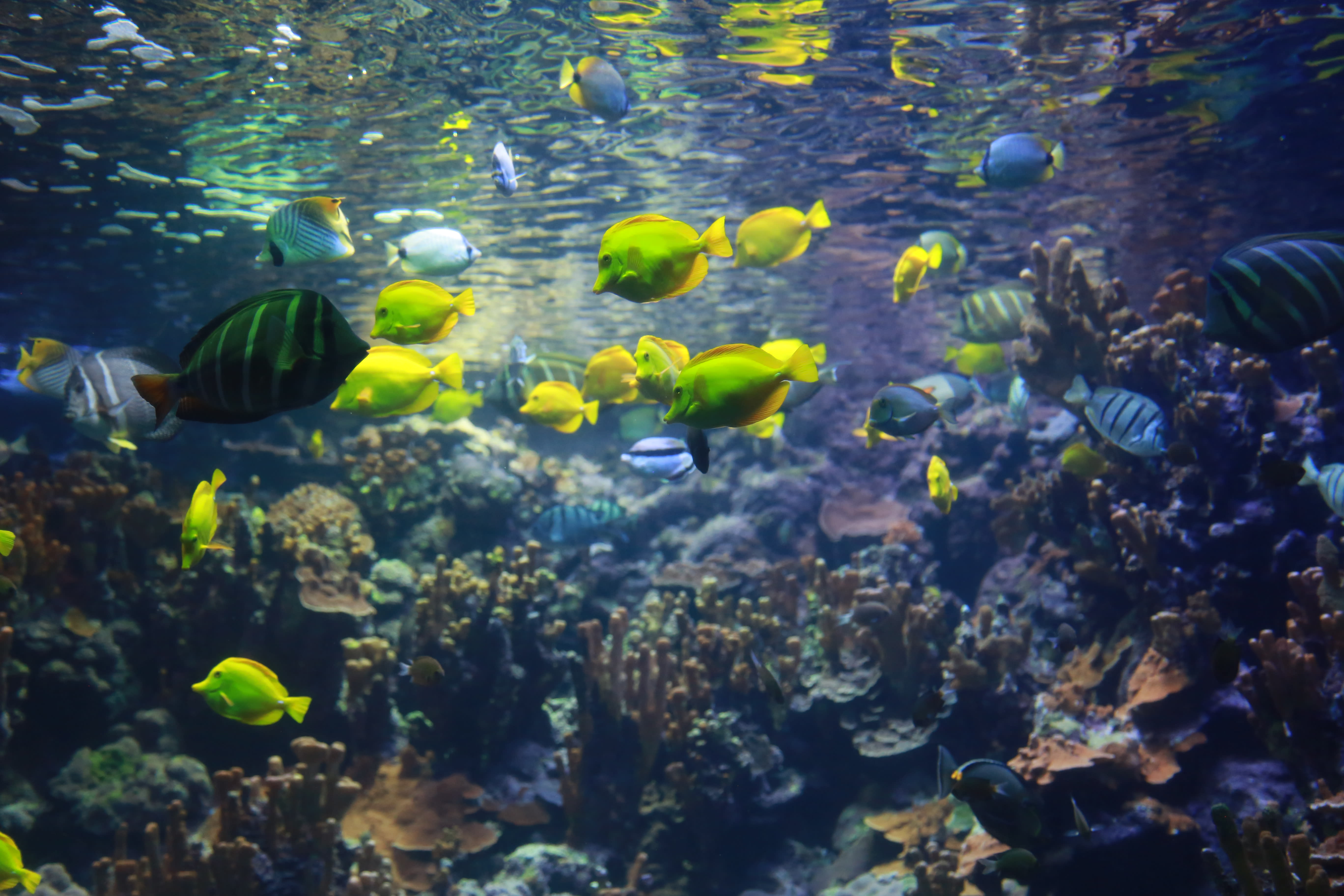 Maui Ocean Center, The Aquarium of Hawaii