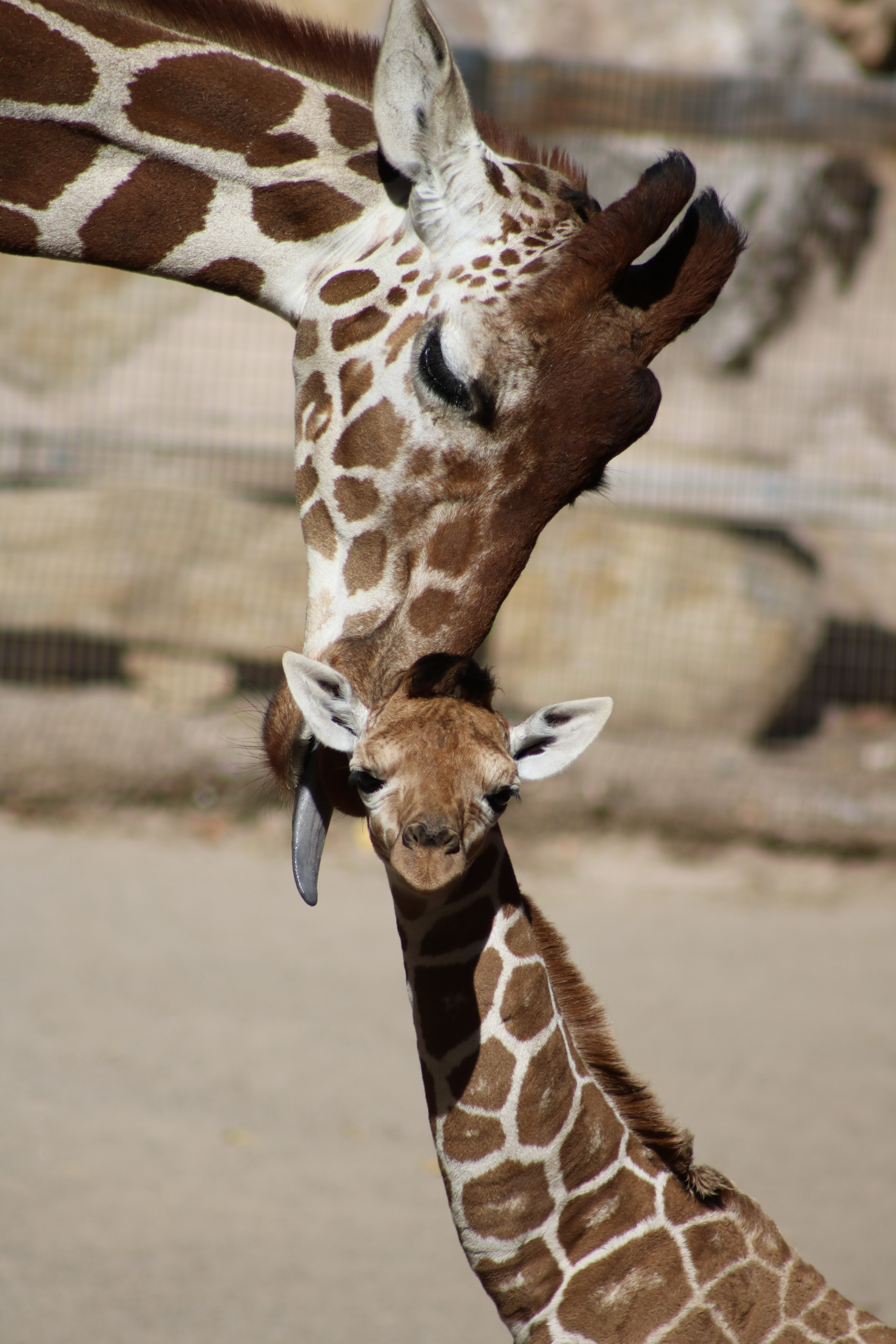 ABQ BioPark Zoo Baby Giraffe