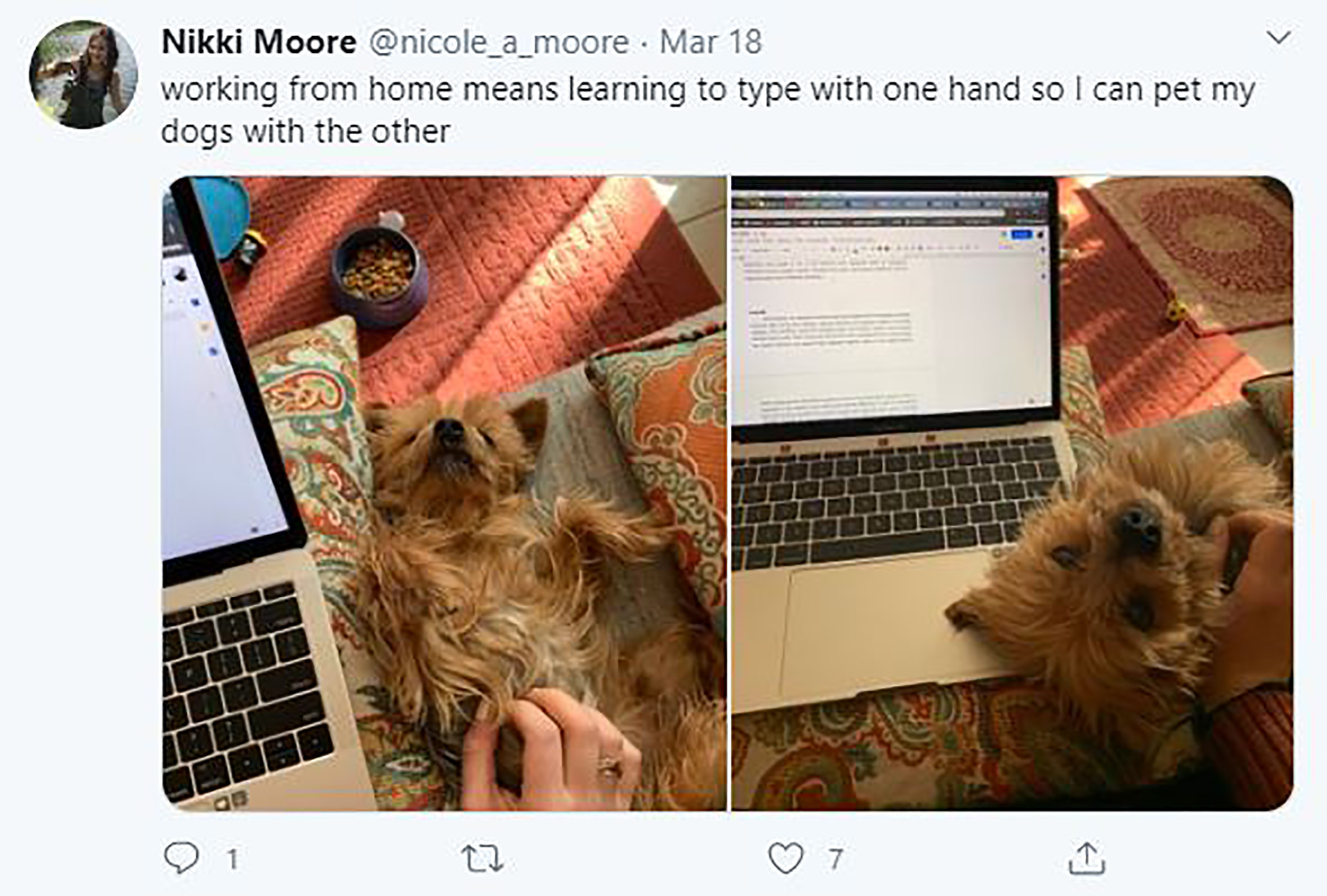 Working from home with dog, text says "Working from home means learning to type with one hand so I can pet my dogs with the other."