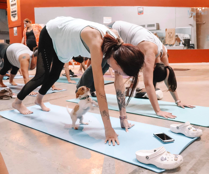 Arlington Yoga Center puppy yoga