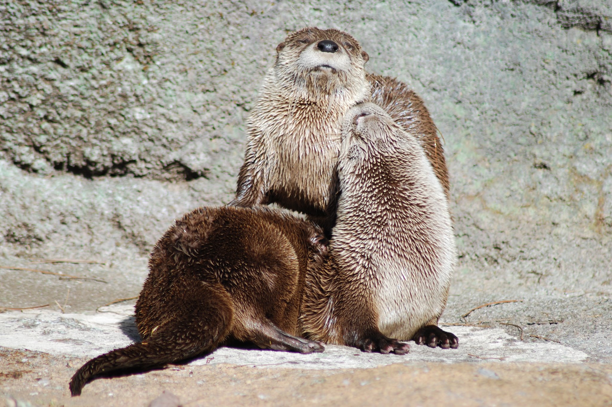 Otters snuggle up to one another at Grandfather Mountain Nature Preserve