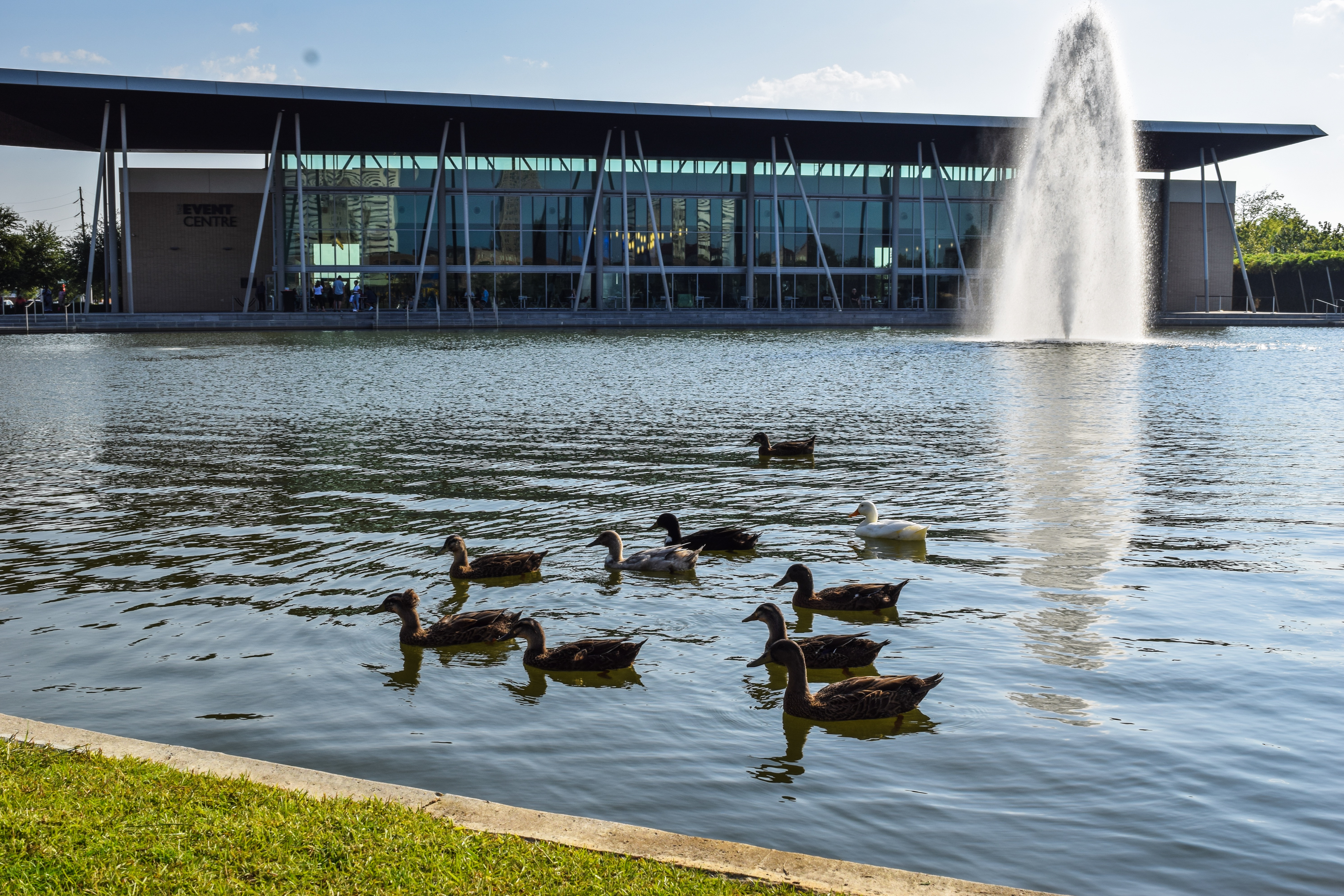 Ducks In The Pond In Front Of The Event Centre