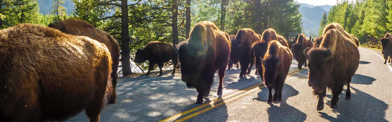 A herd of bison fill the roadway in Casper, Wyoming.