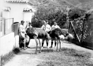 Avalon Bird Park on Catalina circa 1930s, where players for the Chicago Cubs hung out with some ostriches in between practices CIMI_0.jpg