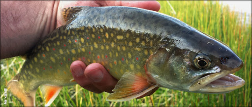 Wyoming Trout