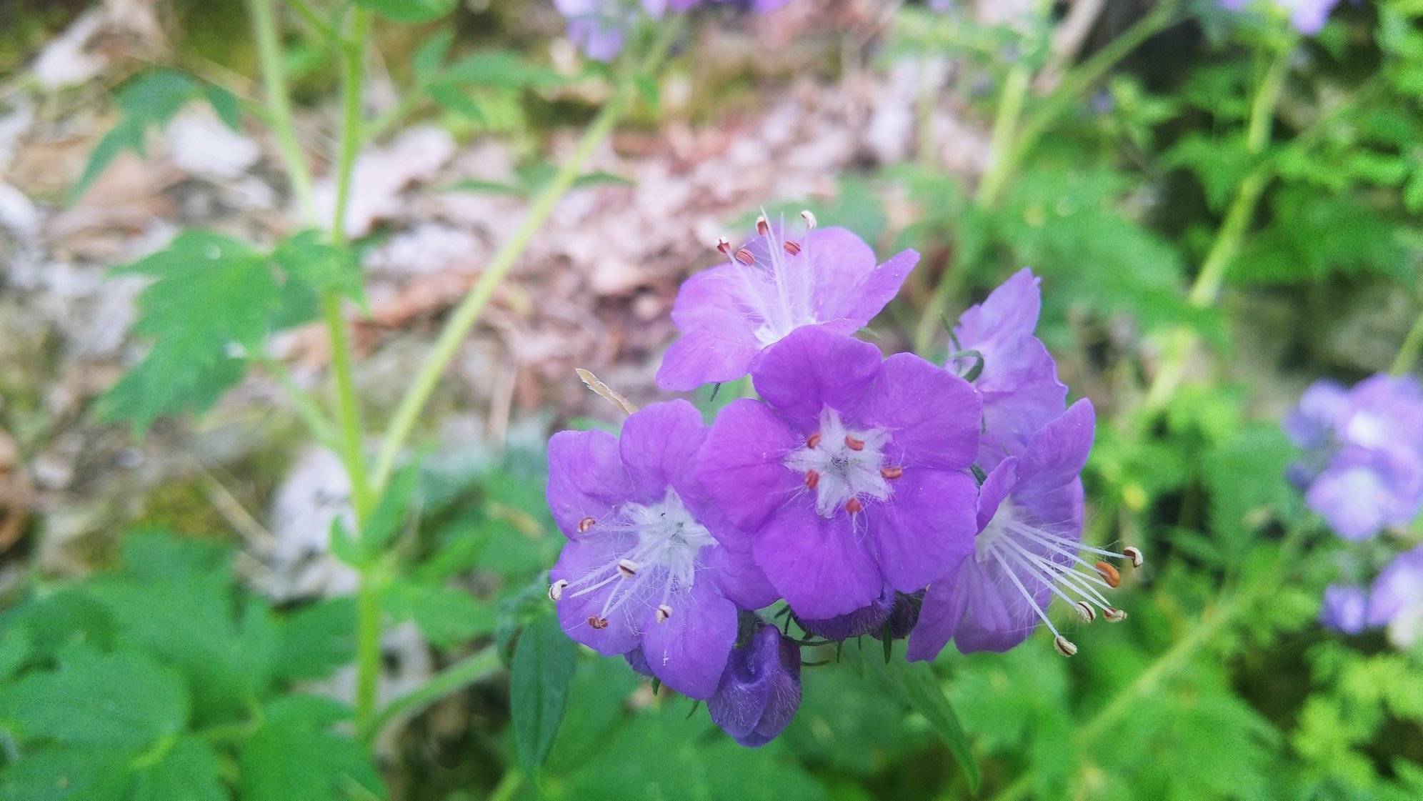 ​Purple Phacelia flower at the Charlestown State Park