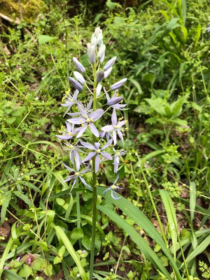 Wild Hyacinth flower at the Charlestown State Park