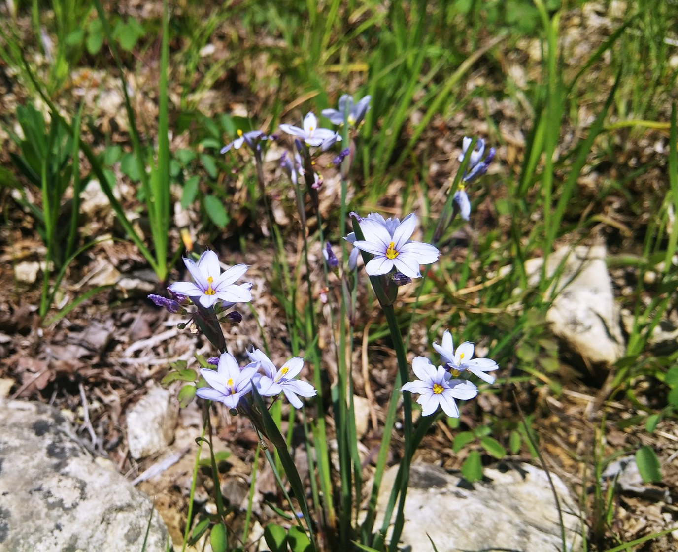 Blue Eyed Grass Flower along the Rose Island Trail in Charlestown State Park