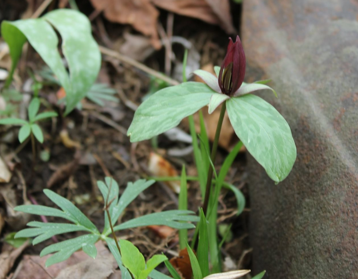 Sessile Trillium flower at the Charlestown State Park