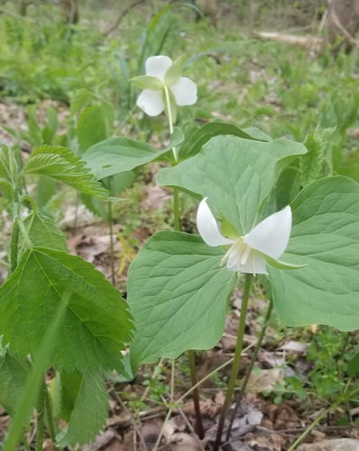 Drooping Trillium flower found on trail 3 of the Charlestown State Park