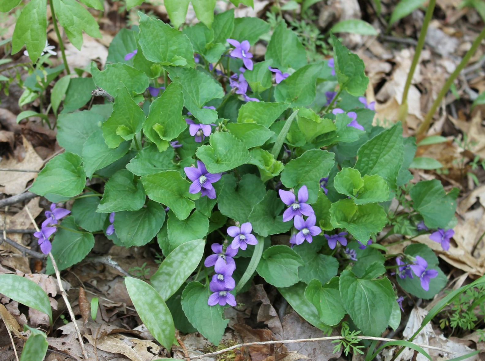 Common Violet flower at the Charlestown State Park