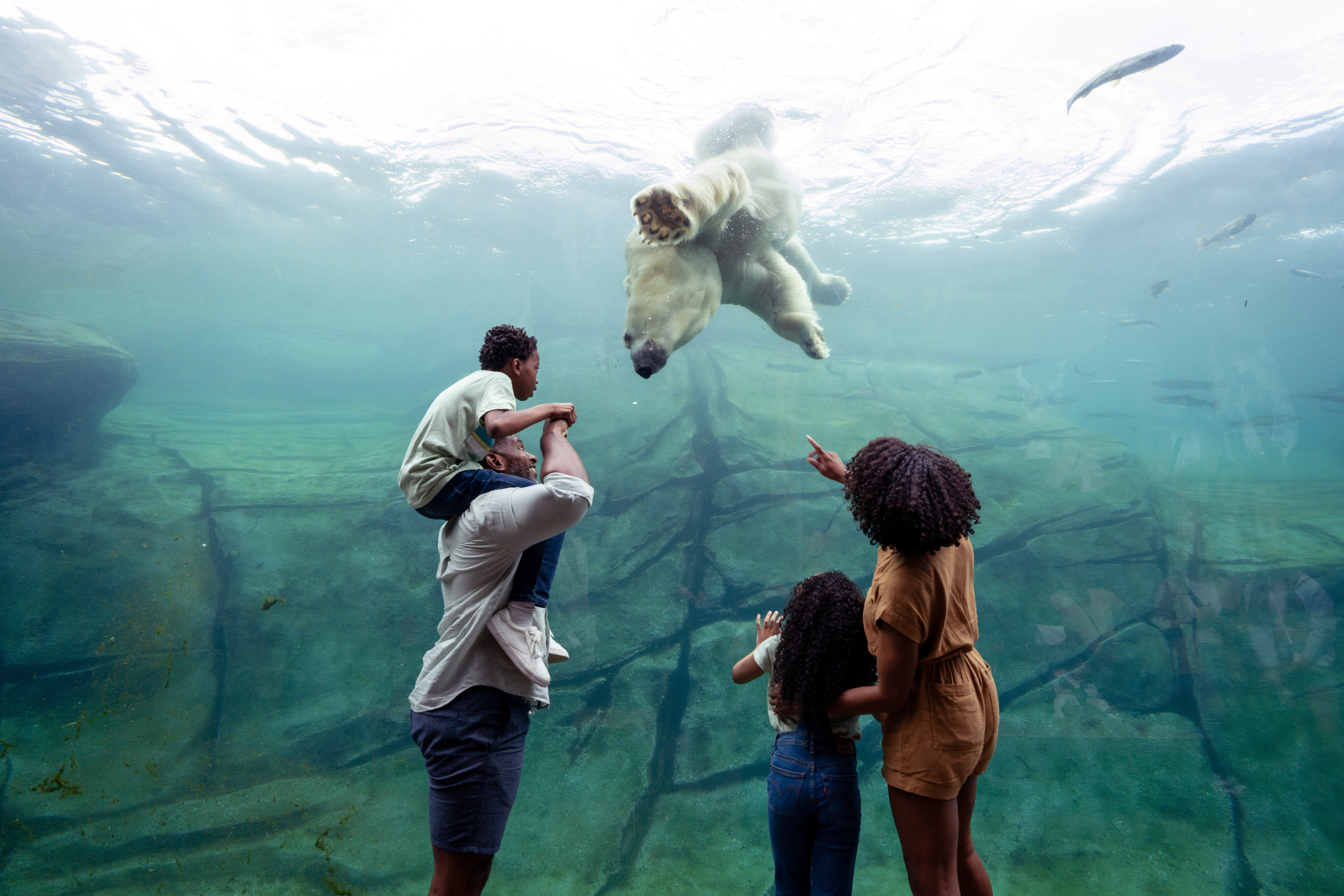 Family of four watching polar bear swim in water at the Columbus Zoo and Aquarium