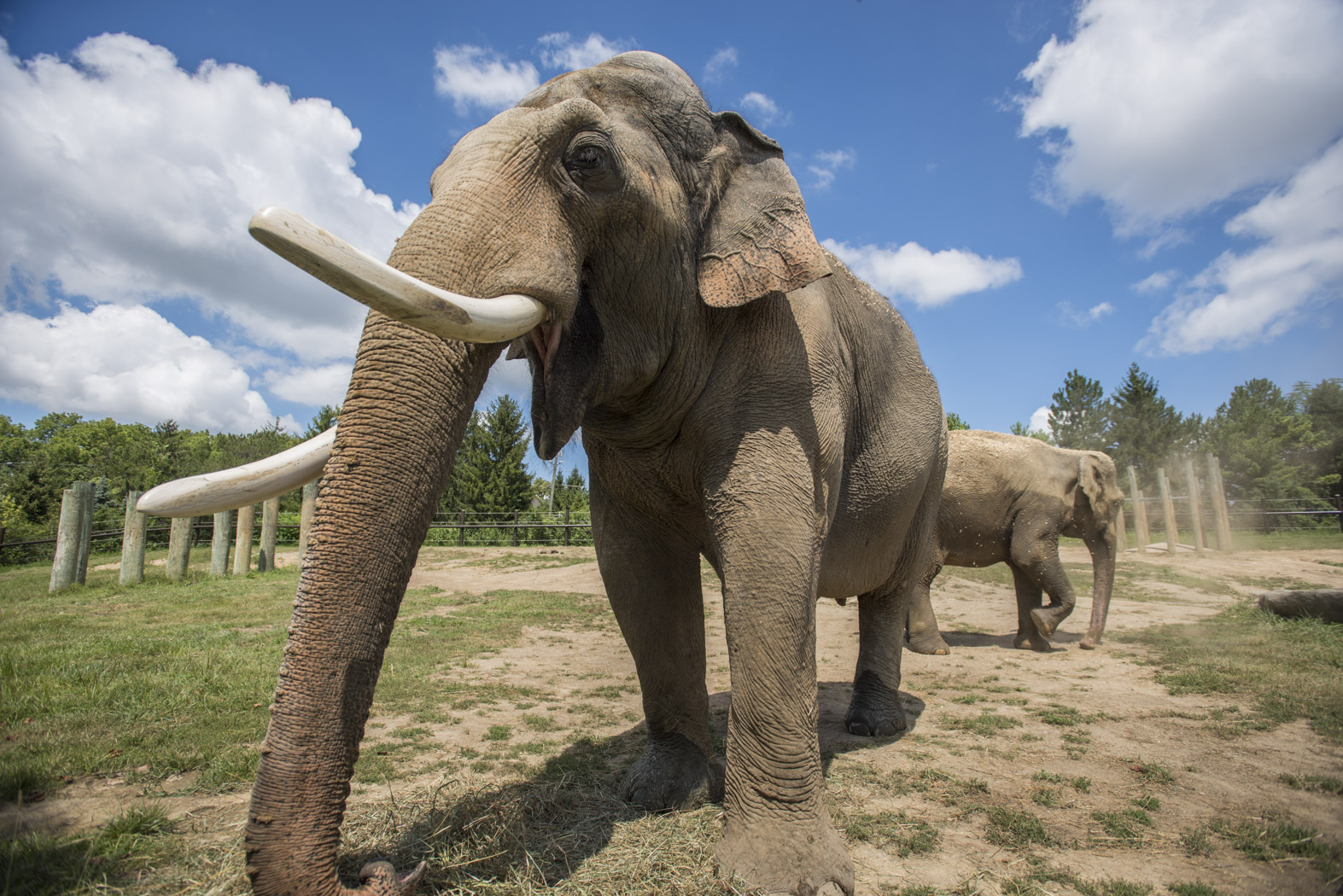 Elephants