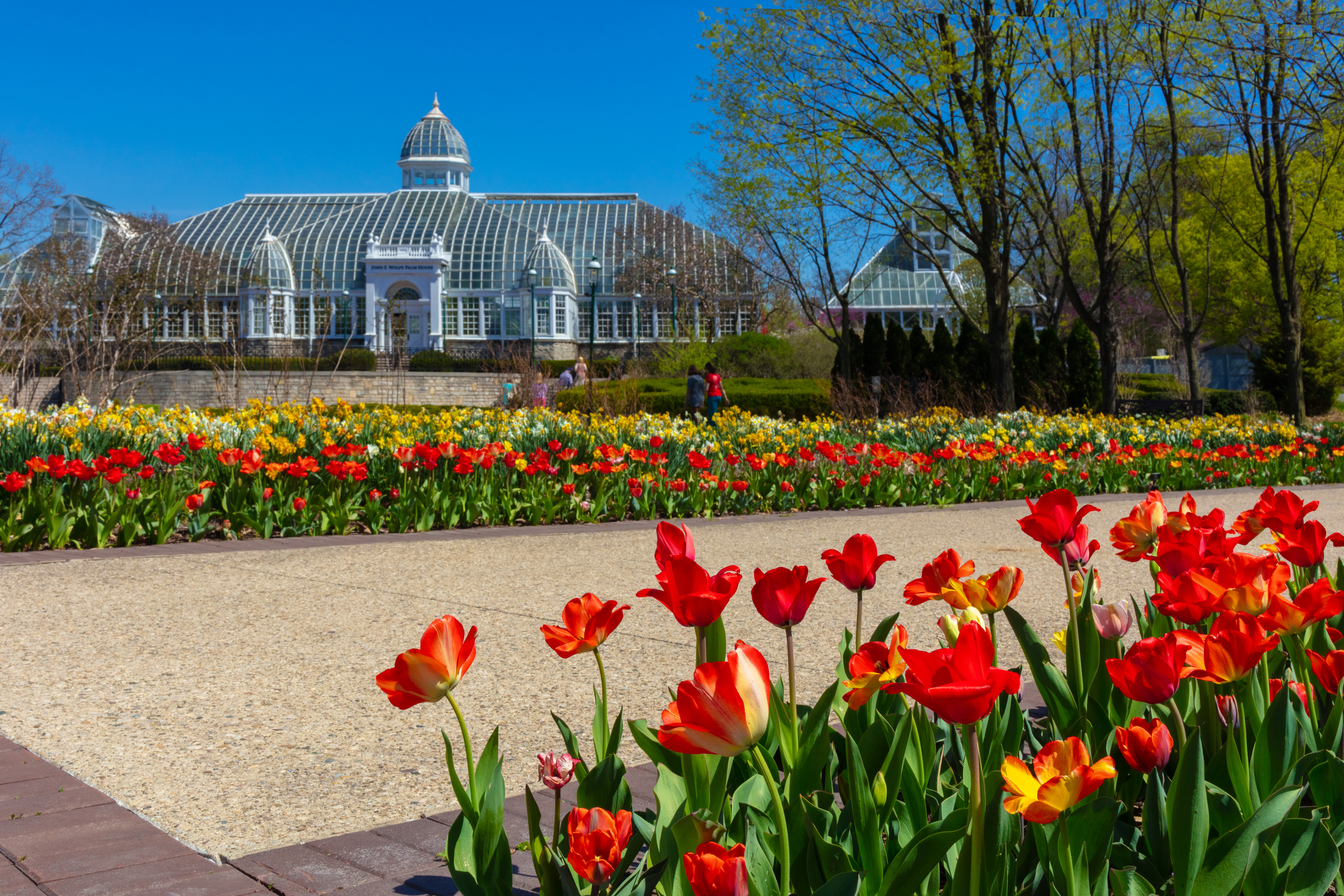 Tulip fields outside of the John F. Wolfe Palm House