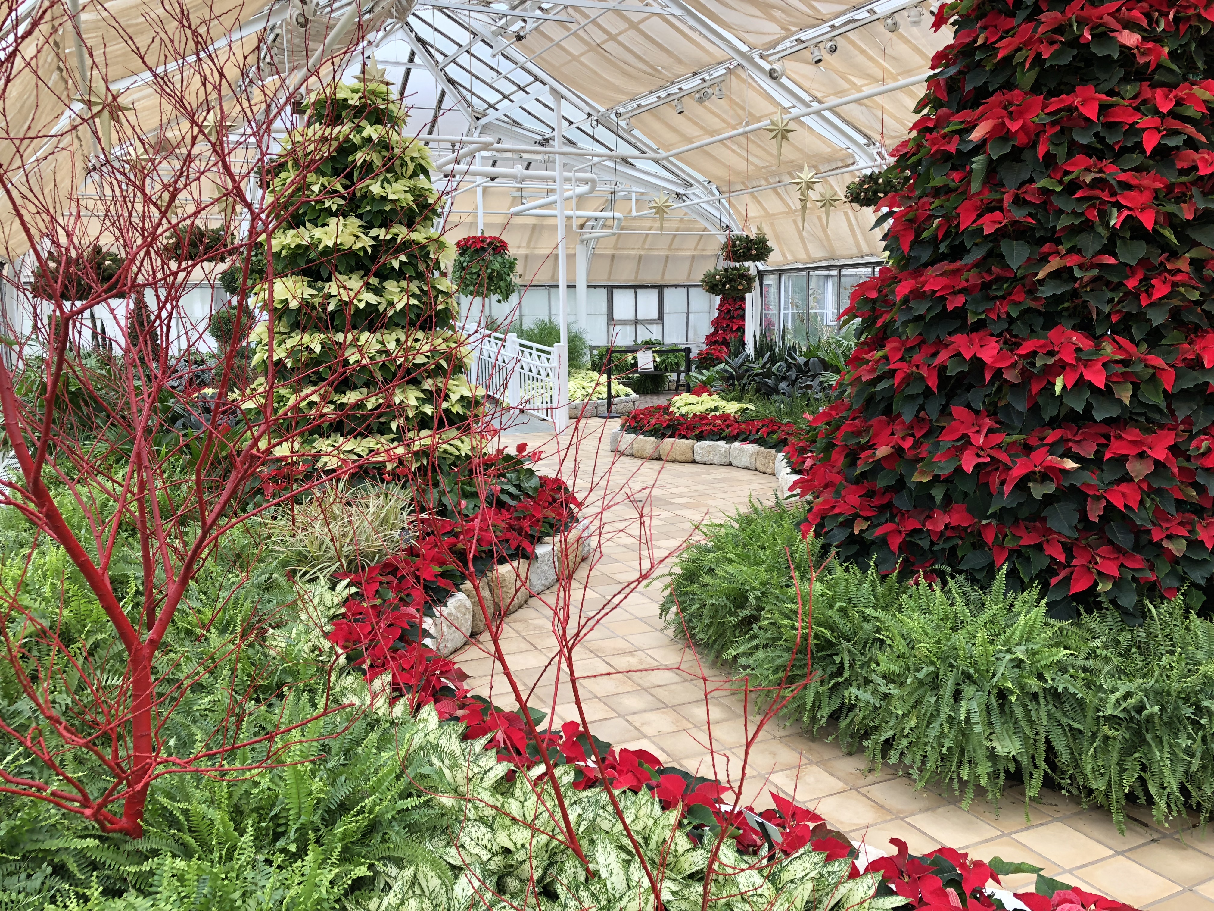 Poinsetta trees at Franklin Park Conservatory and Botanical Gardens