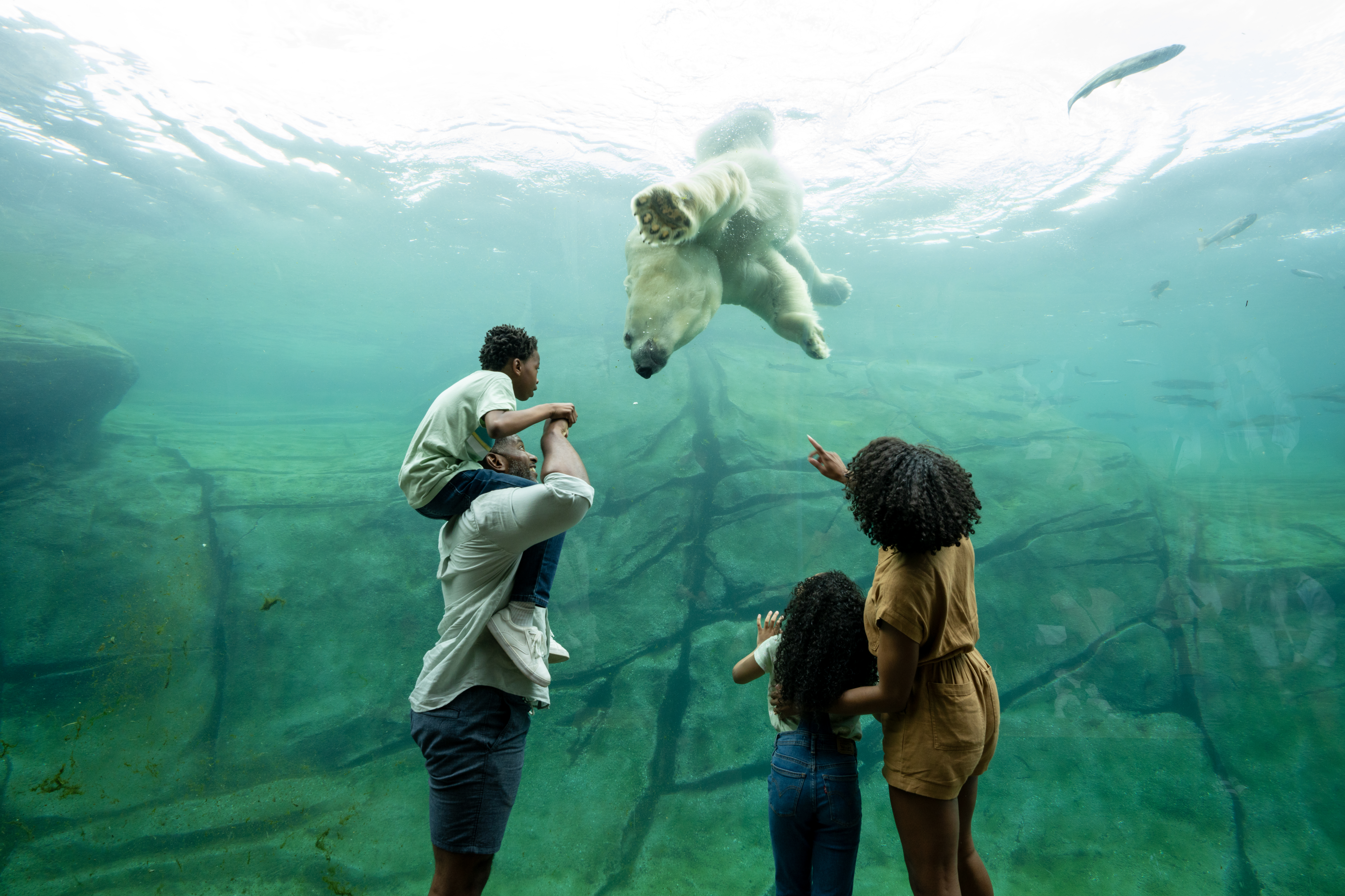 Family of four watching polar bear swim