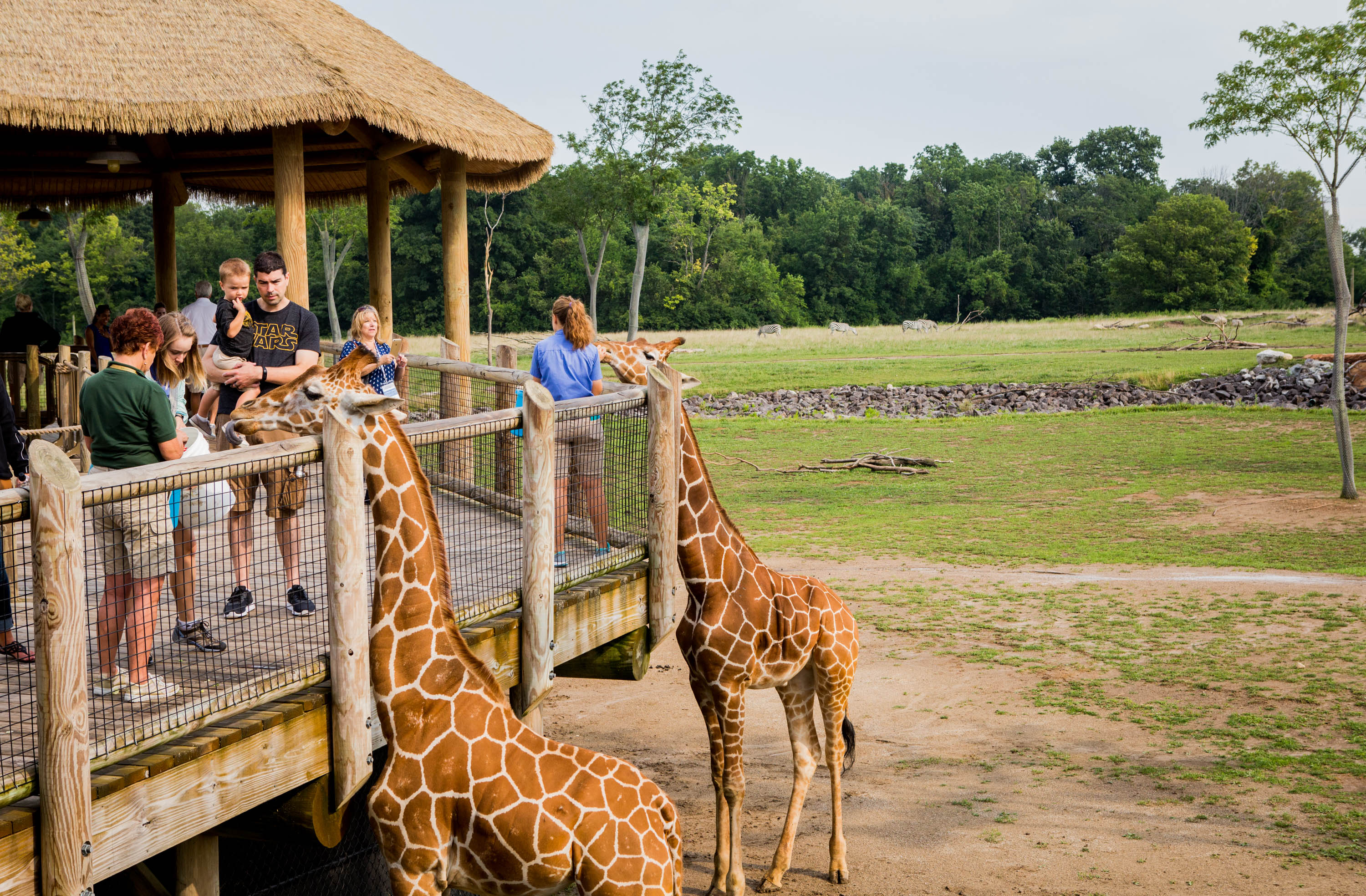 Visitors feeding giraffes