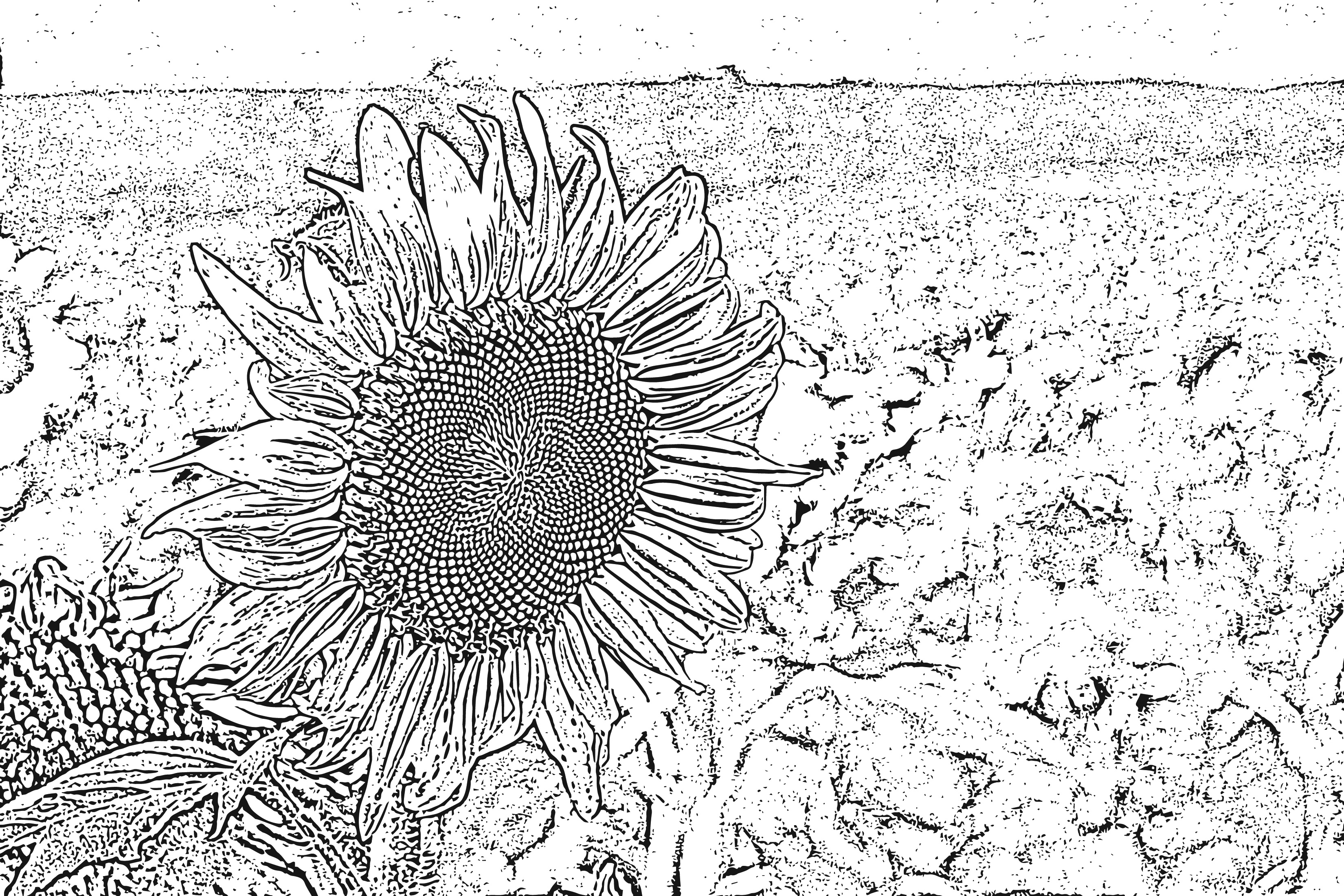 Sunflower at Meadowbrooke Gourds