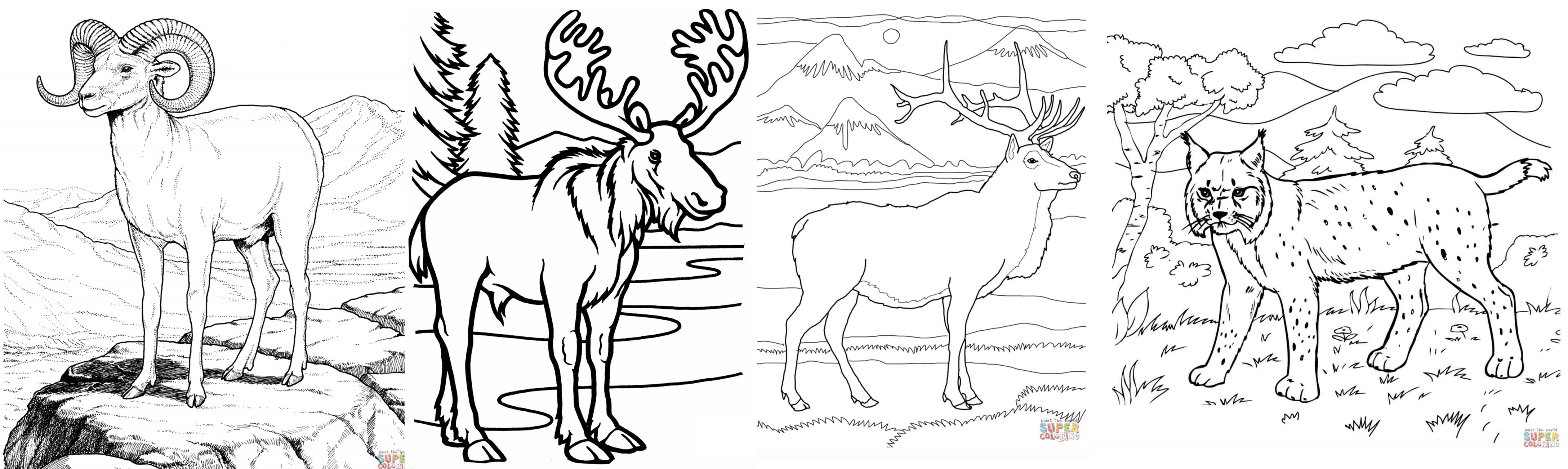 wildlife coloring page banner