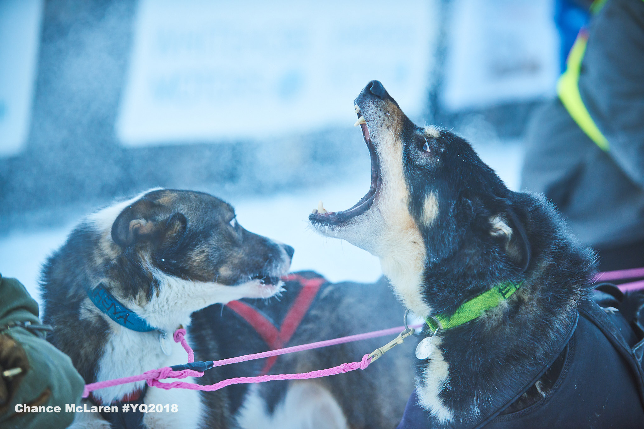 a sled dog howling with excitement at a race