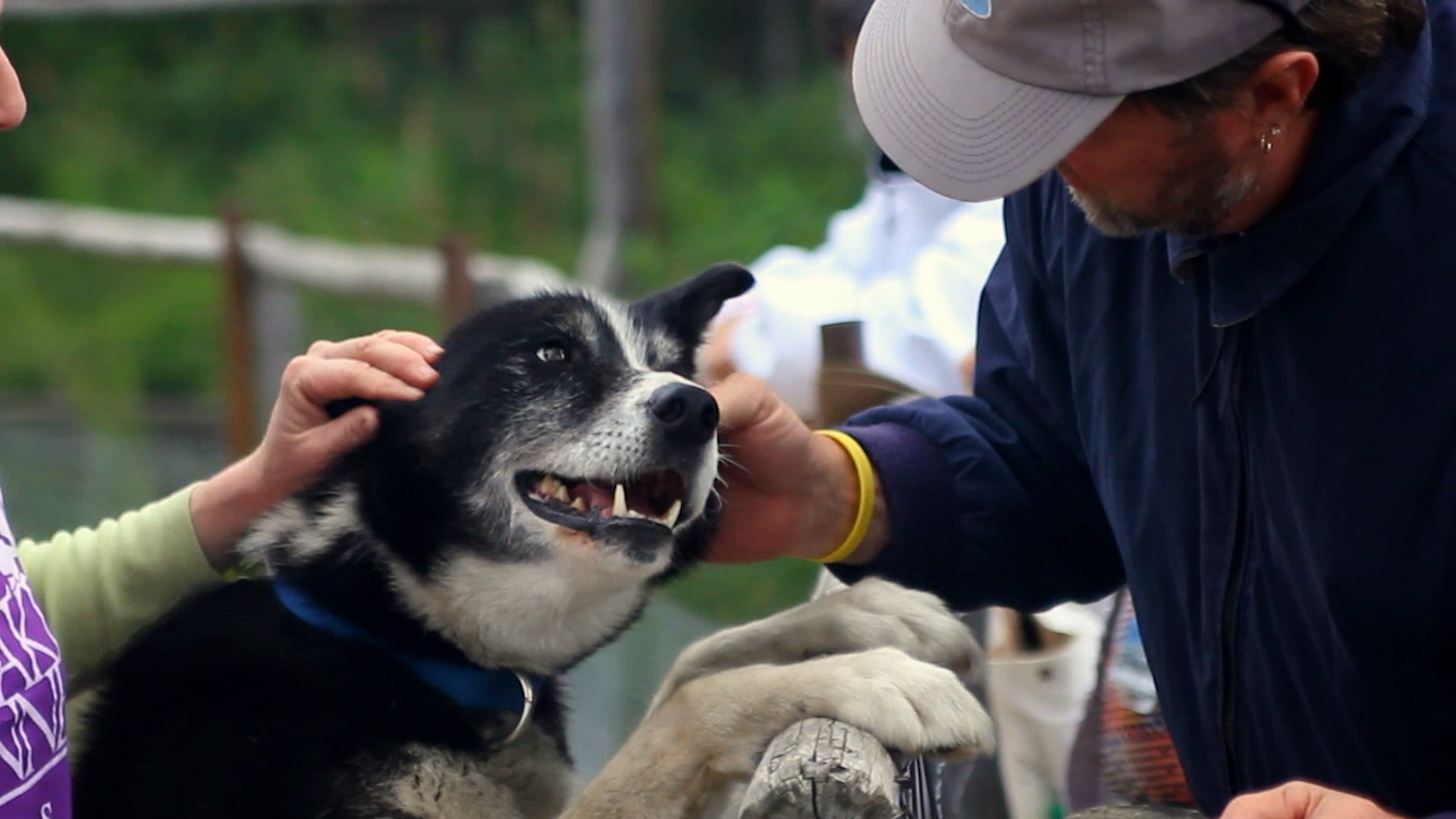 man petting a sled dog at on a tour of a kennel