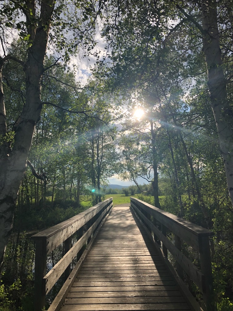 A wooden foot bridge through a sunlit birch tree forest