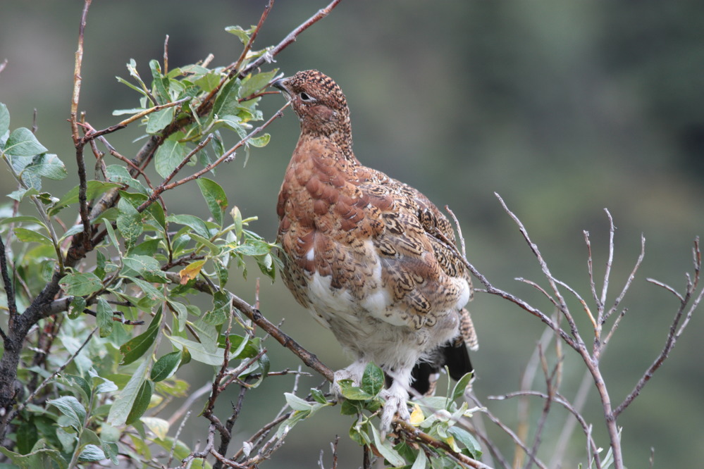 a willow ptarmigan bird perched on a willow branch