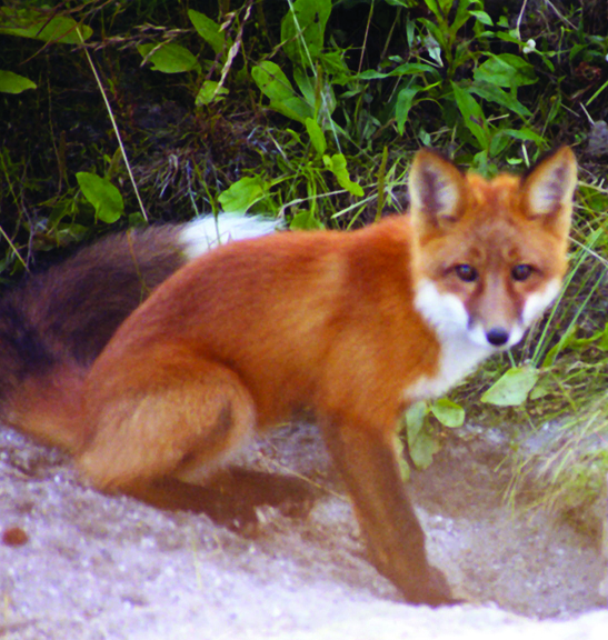 Fox with bushy tail