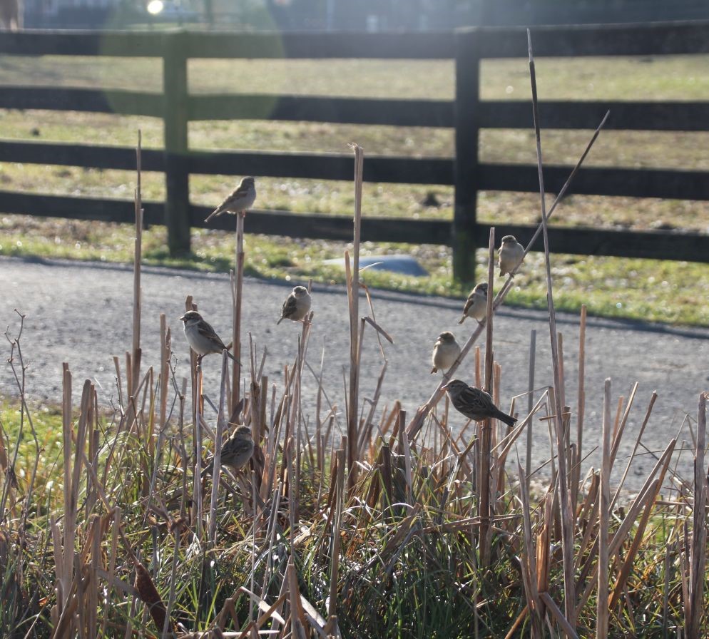 Birds at Frying Pan Farm Park