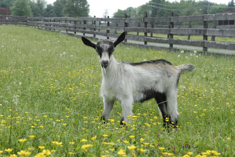 Frying Pan Farm Park - goat