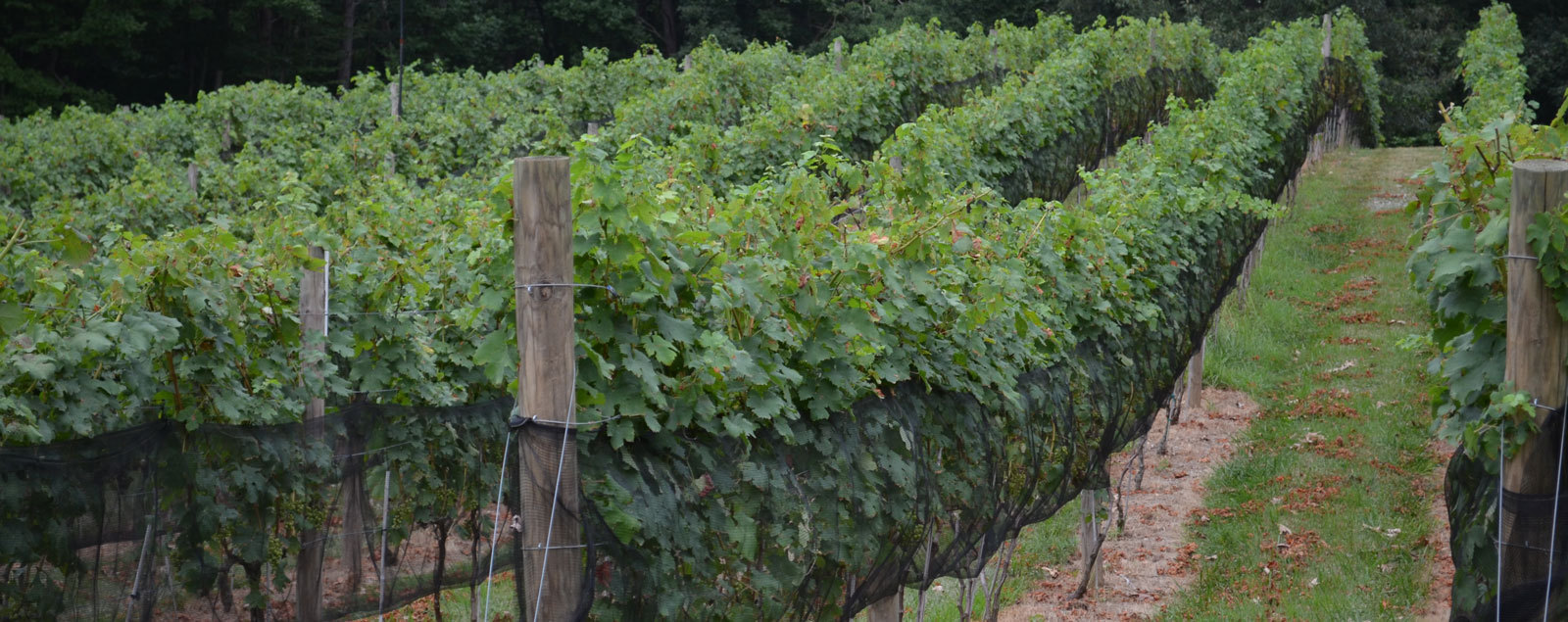 Paradise Springs Winery Vineyard
