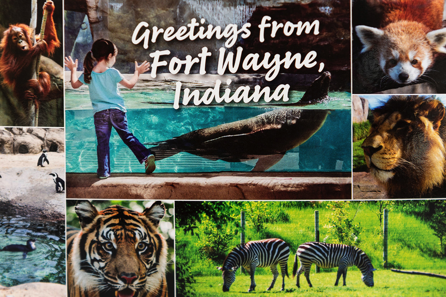 Zoo Collage Postcard