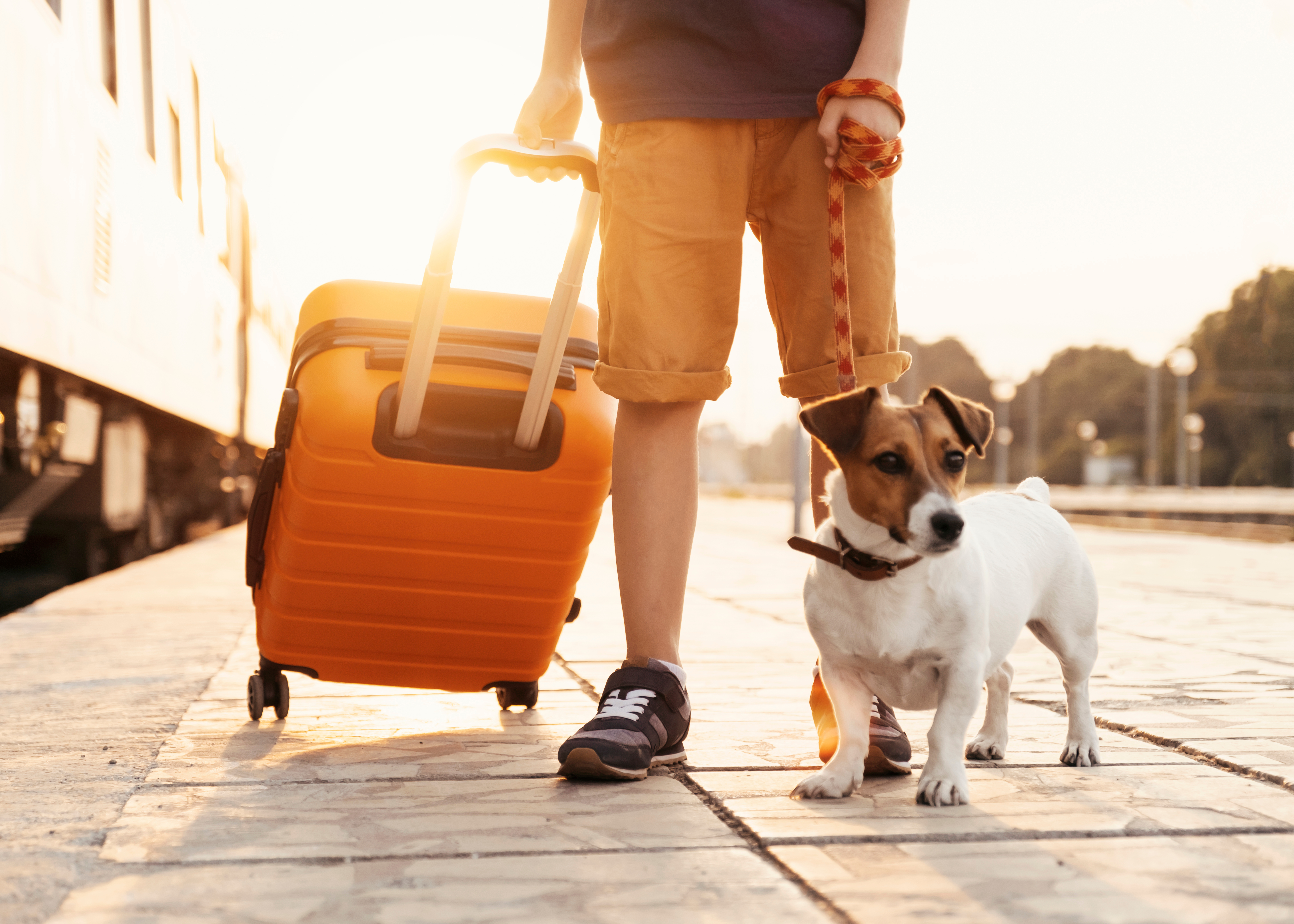 Man with suitcase and dog