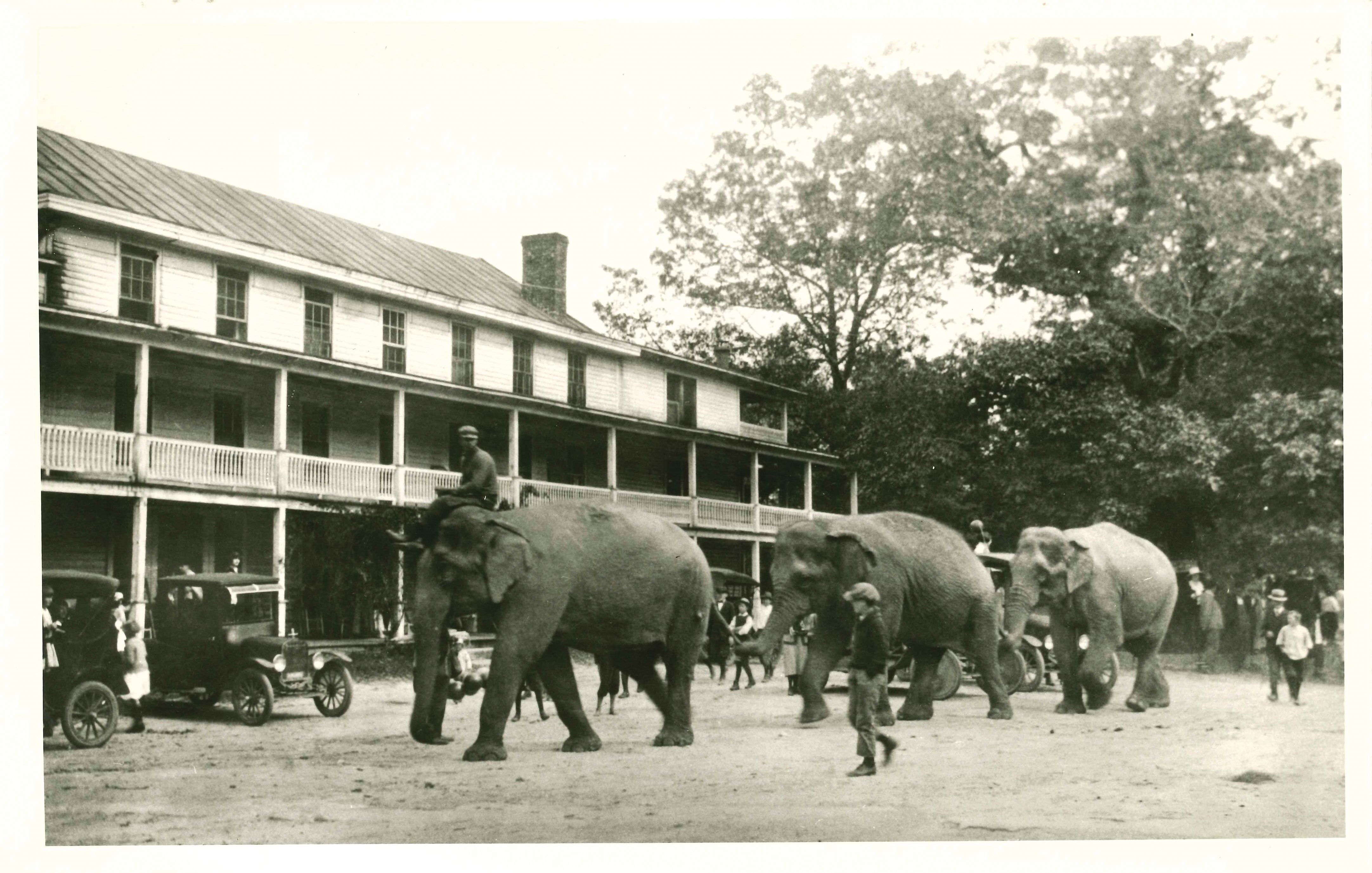 Historic photo of elephants walking down a Highlands street past a two-story hotel