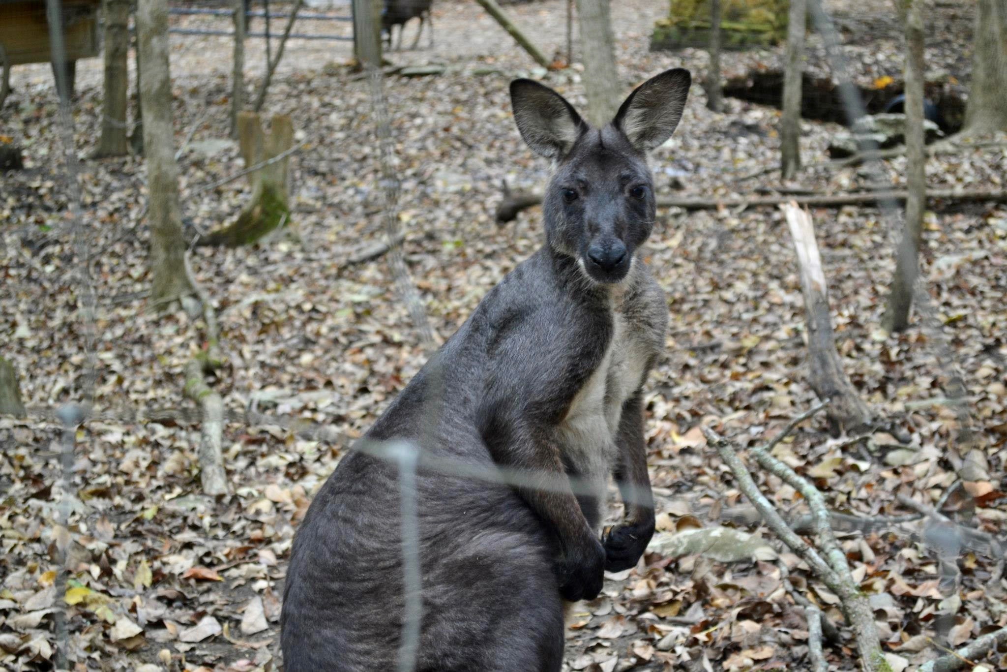 Kangaroo At Harmony Park Zenovia