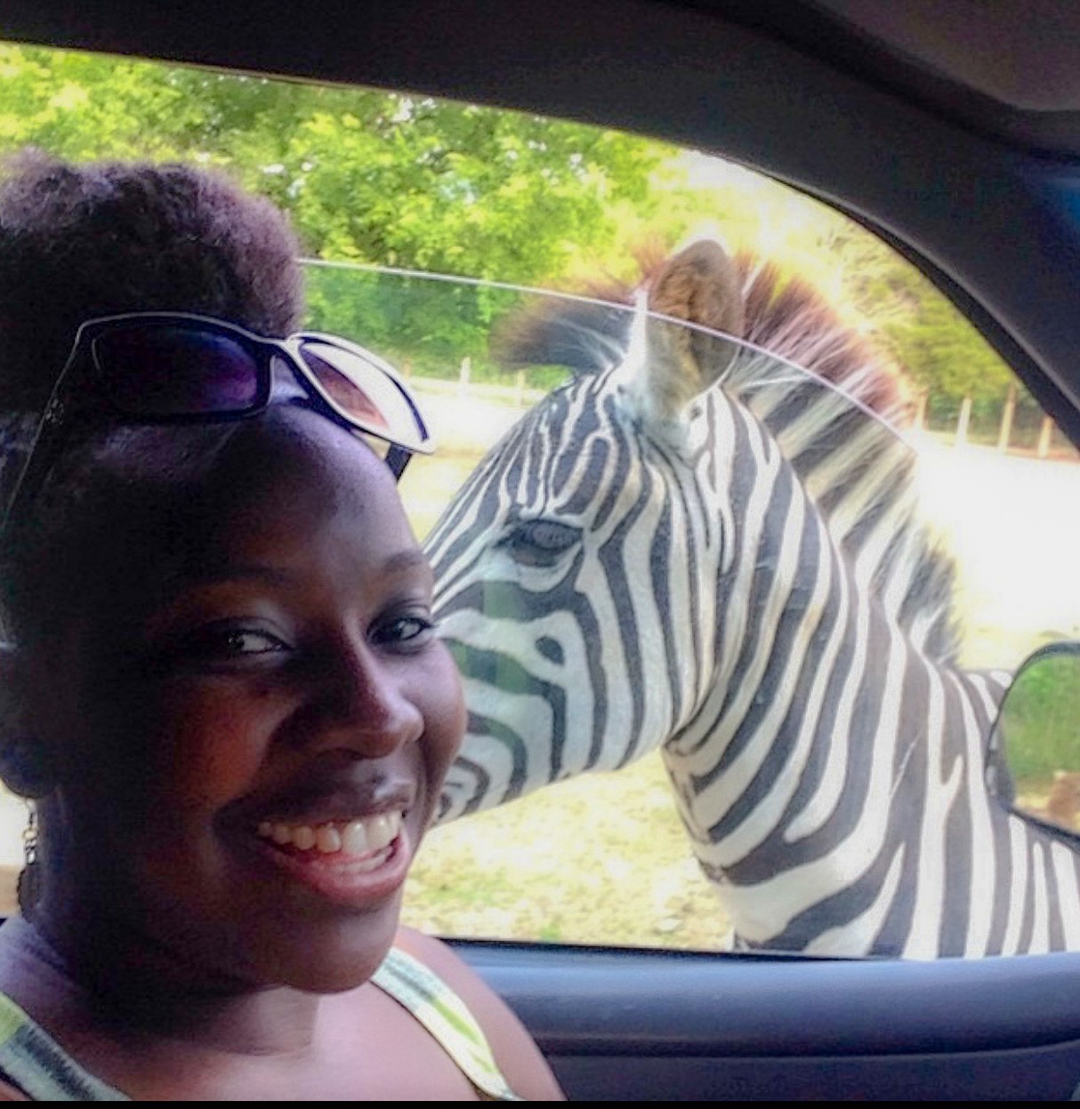 Woman In Car With Zebra In The Window