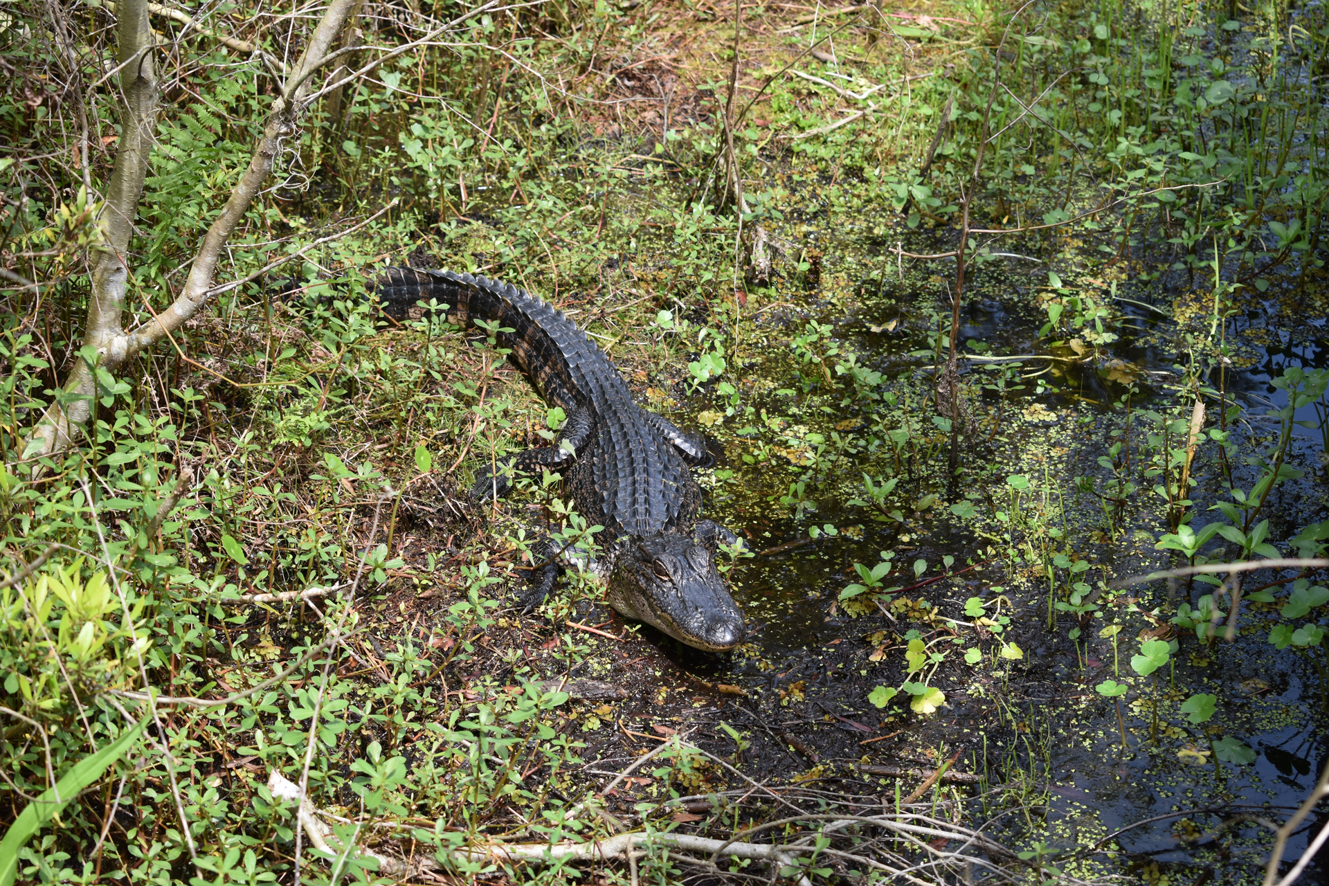 Wetland Trace