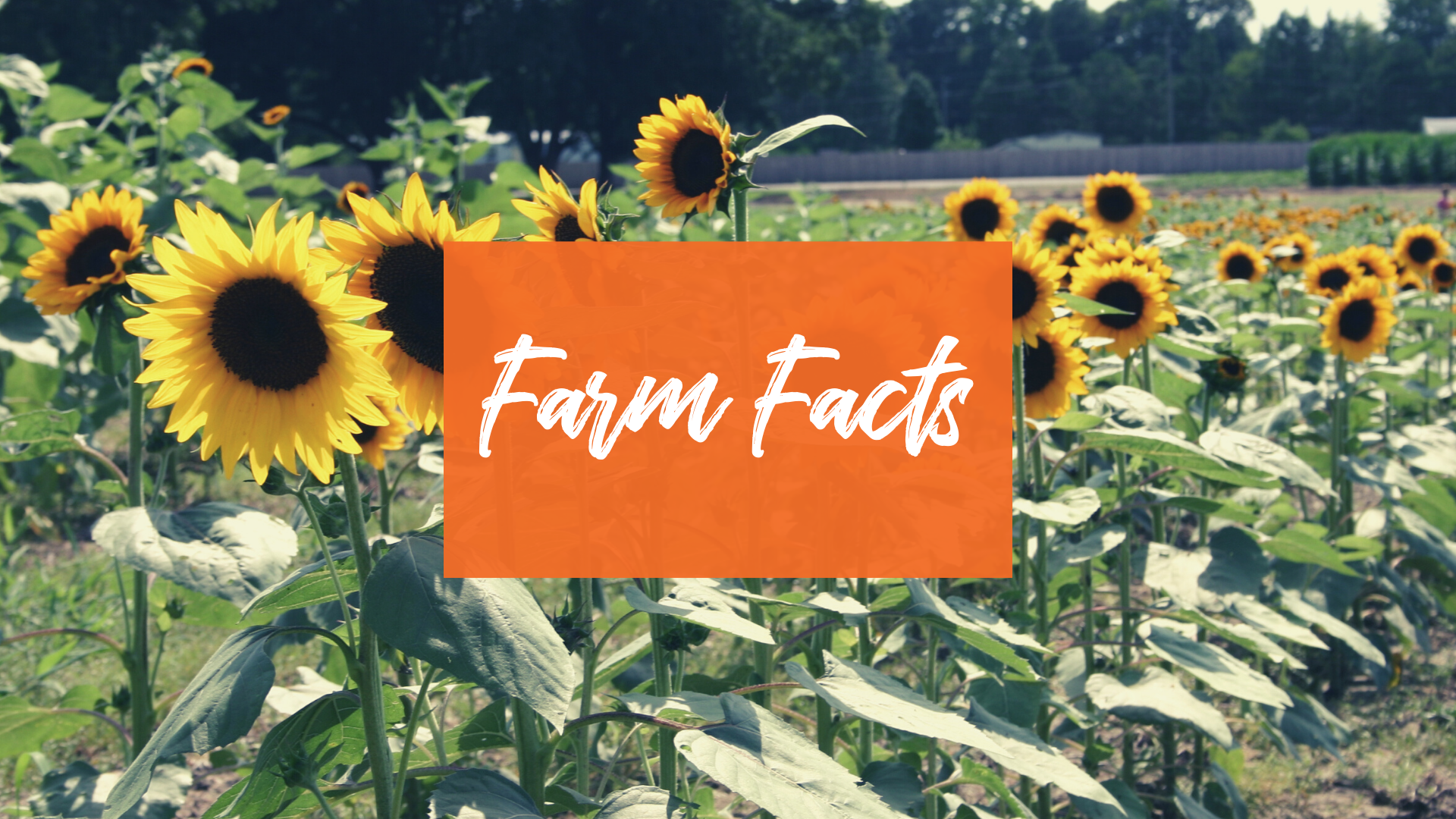 Farm facts about agriculture in Johnston County, NC.