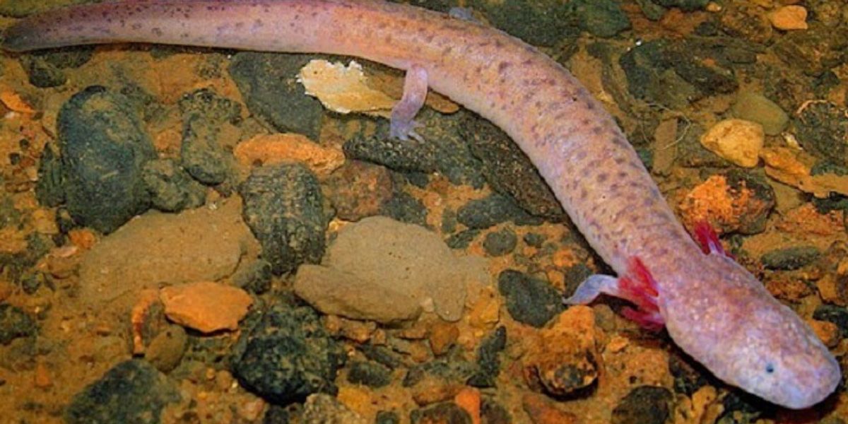 Tennessee Cave Salamander | Photo credit Matt Niemiller