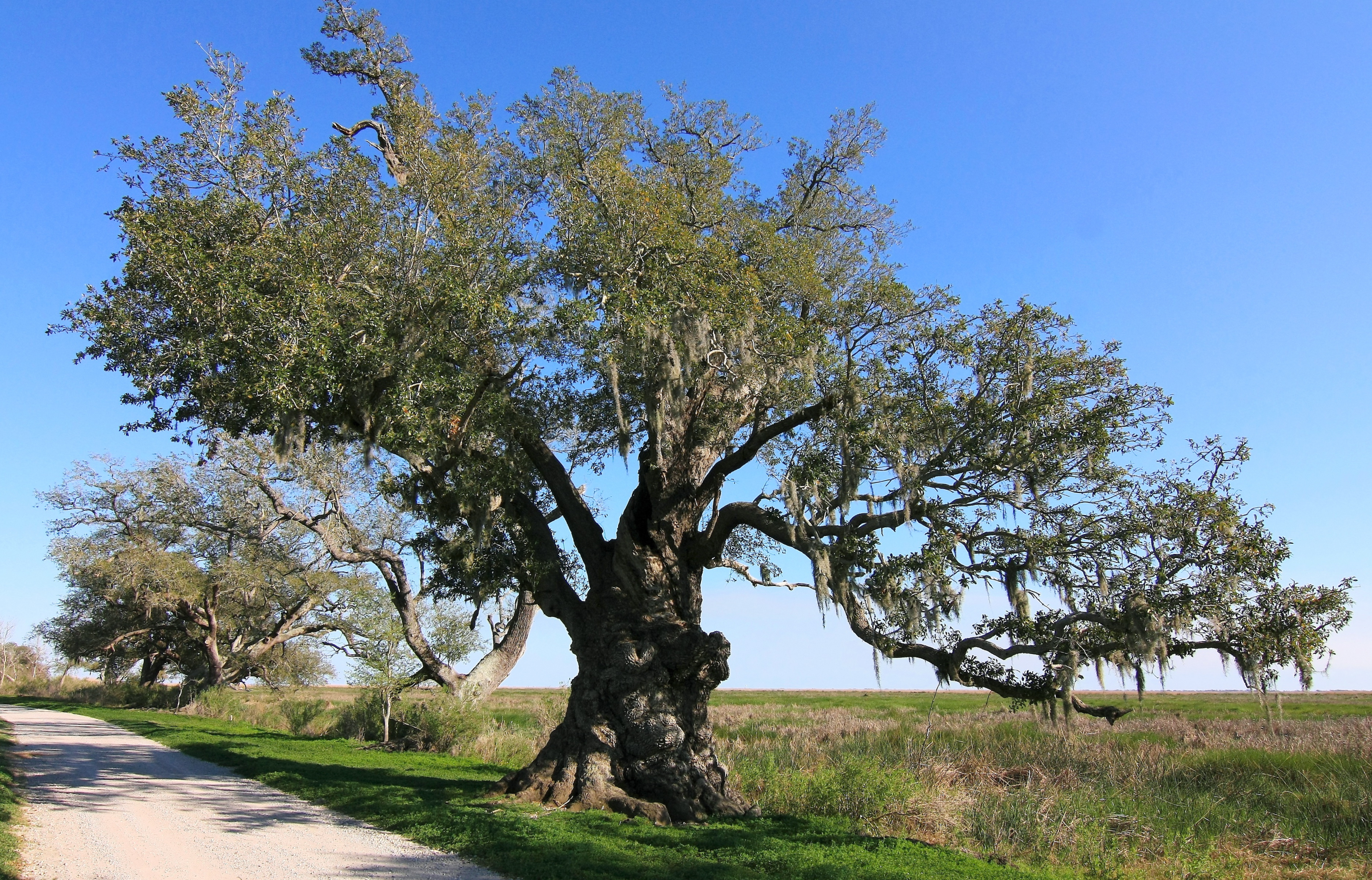 Chenier Perdue Oak
