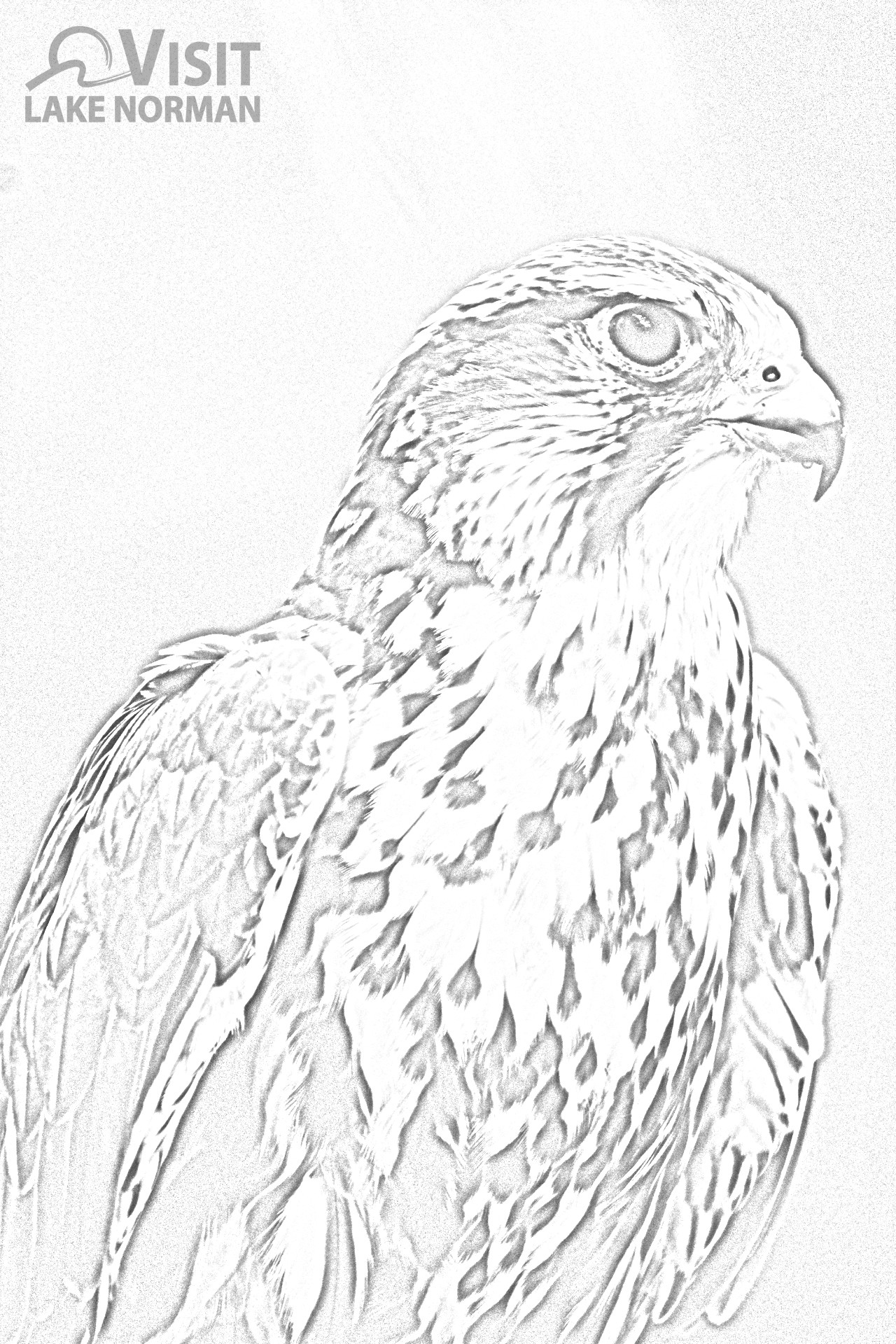 red tailed hawk coloring pages