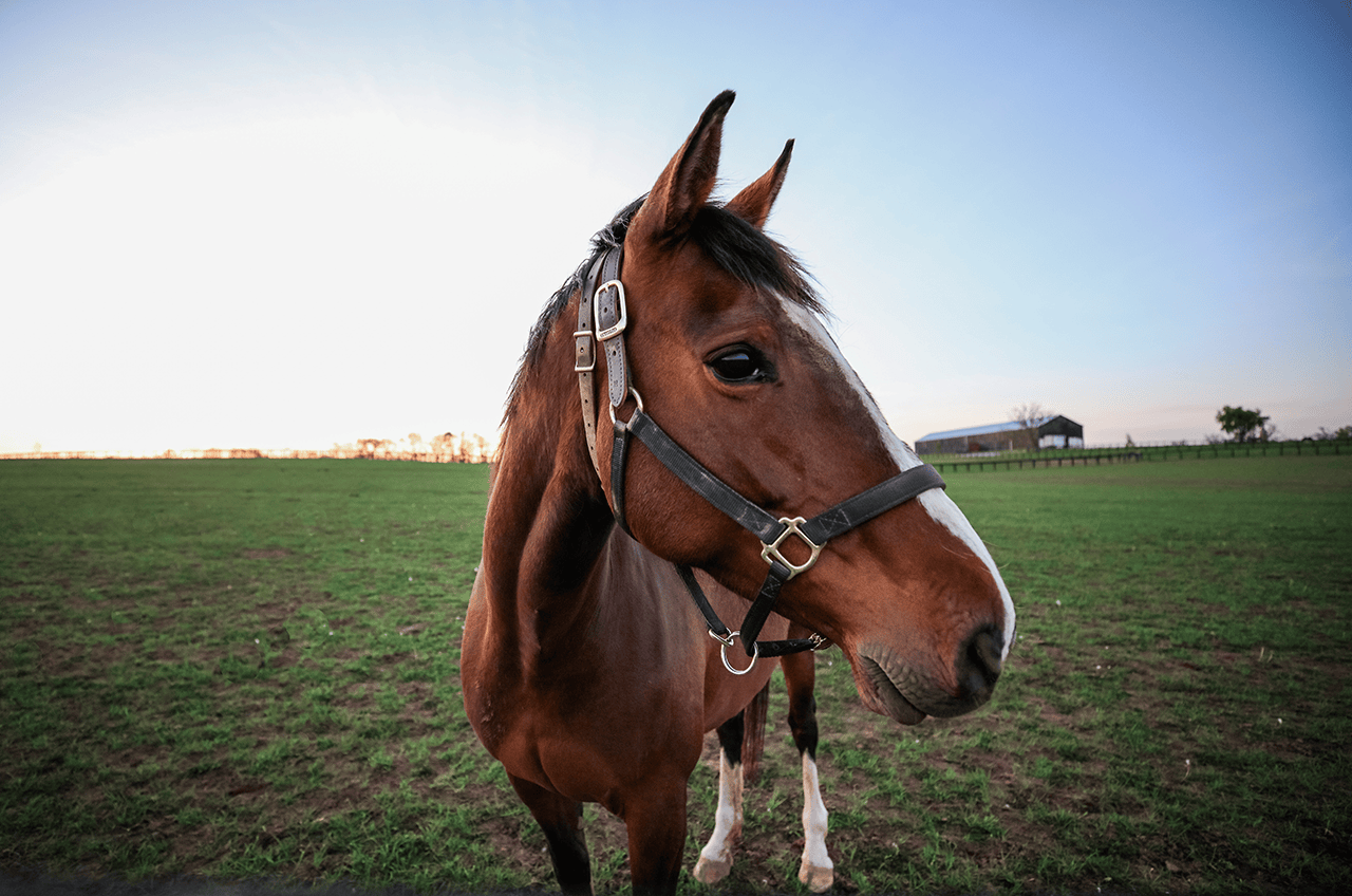 Visit Horse Country